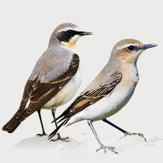 Northern Wheatear