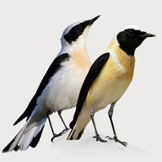 Black-eared Wheatear