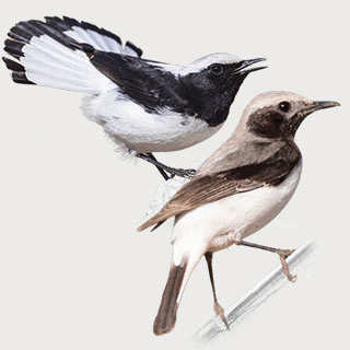 Finsch`s Wheatear