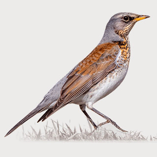 Fieldfare