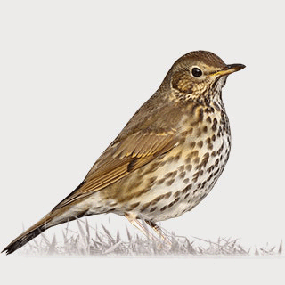Song Thrush