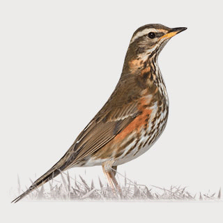 Redwing