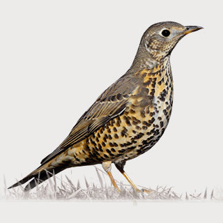 Mistle Thrush