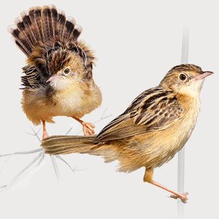 Zitting Cisticola