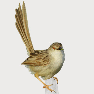 Delicate Prinia