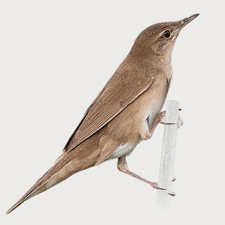 Savi`s Warbler