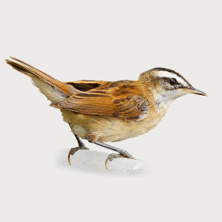 Moustached Warbler