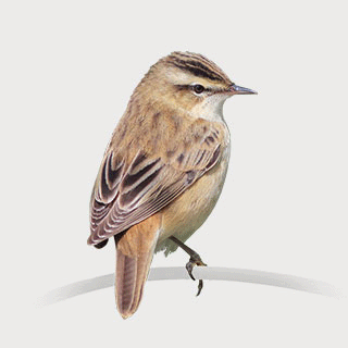 Sedge Warbler