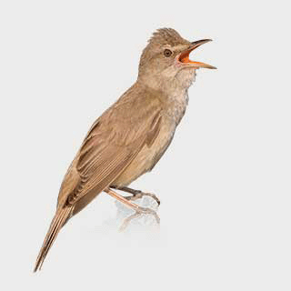 Great Reed Warbler