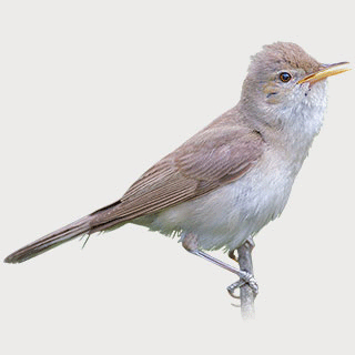 Eastern Olivaceous Warbler