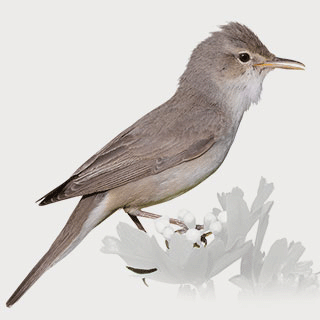 Upcher`s Warbler