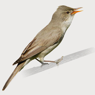Olive-tree Warbler