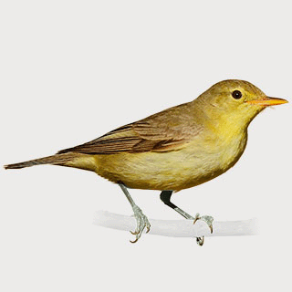 Icterine Warbler