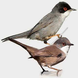 Sardinian Warbler