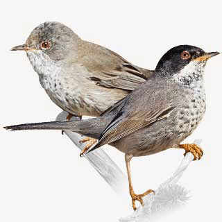 Cyprus Warbler