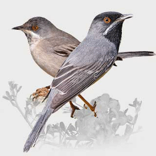 Rüppell`s Warbler