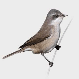 Lesser Whitethroat