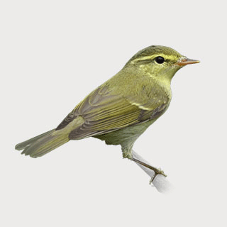 Green Warbler