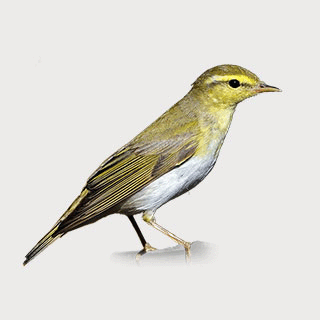 Wood Warbler
