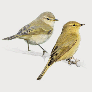 Common Chiffchaff