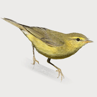 Willow Warbler