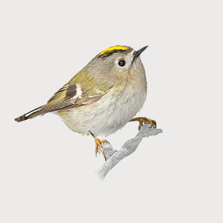 Goldcrest