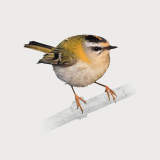 Common Firecrest