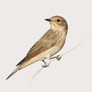 Spotted Flycatcher