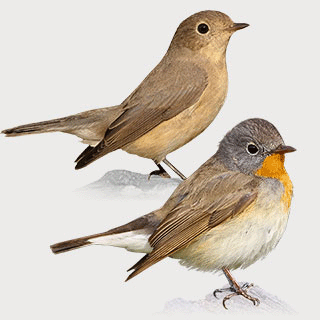 Red-breasted Flycatcher