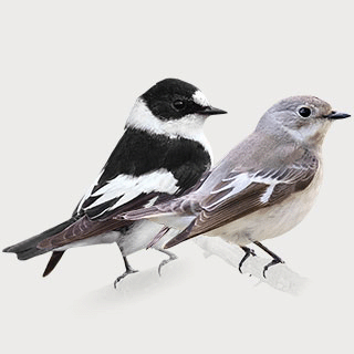 Collared Flycatcher