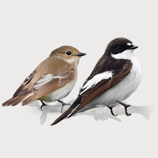 European Pied Flycatcher