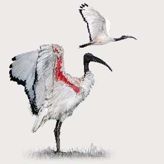 African Sacred Ibis