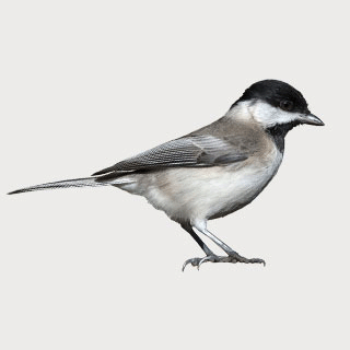 Marsh Tit