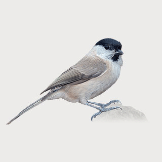 Sombre Tit
