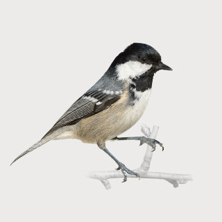 Coal Tit