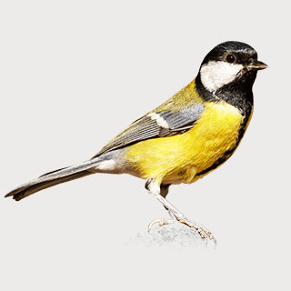 Great Tit