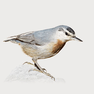 Krüper`s Nuthatch