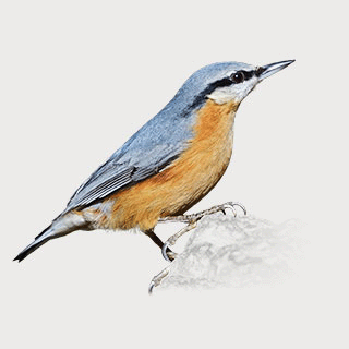 Eurasian Nuthatch