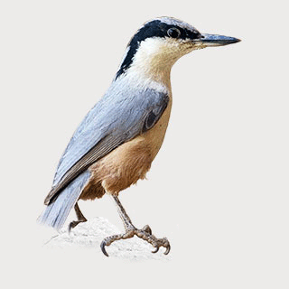 Eastern Rock Nuthatch