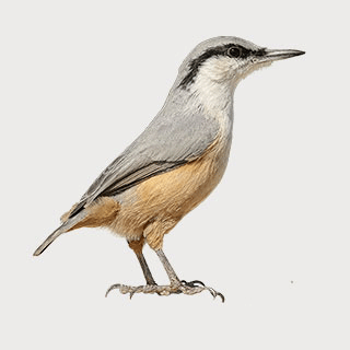 Western Rock Nuthatch