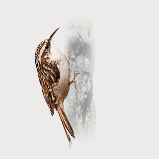Short-toed Treecreeper