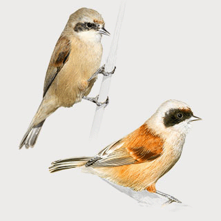 Eurasian Penduline Tit