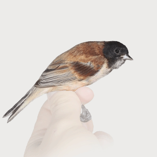 Black-headed Penduline Tit