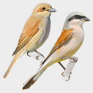 Red-backed Shrike