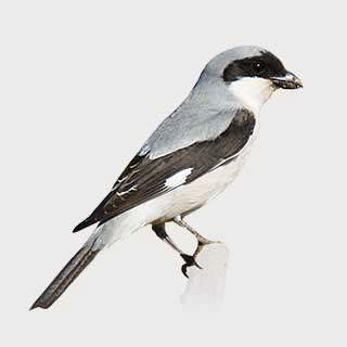 Lesser Grey Shrike