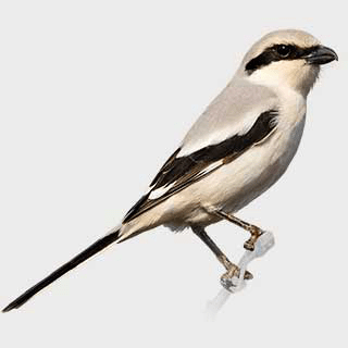 Great Grey Shrike