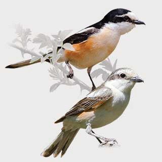 Masked Shrike