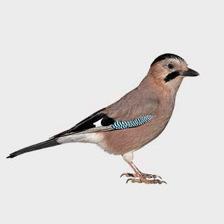 Eurasian Jay