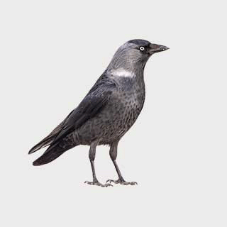 Western Jackdaw