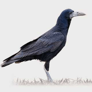 Rook